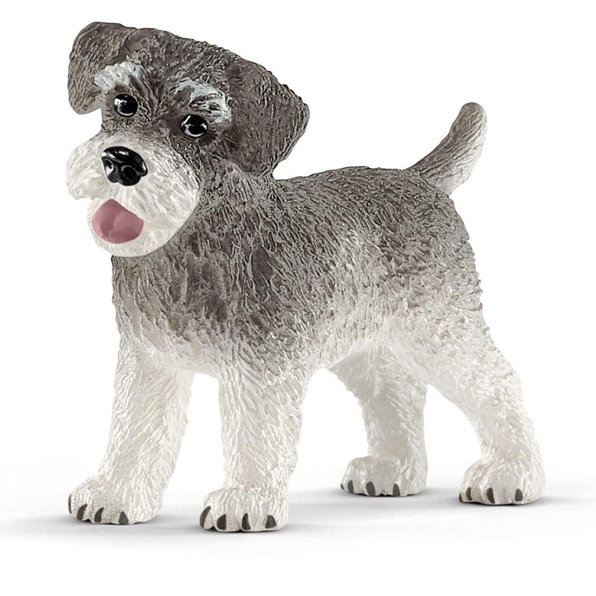 Schnauzer miniatura