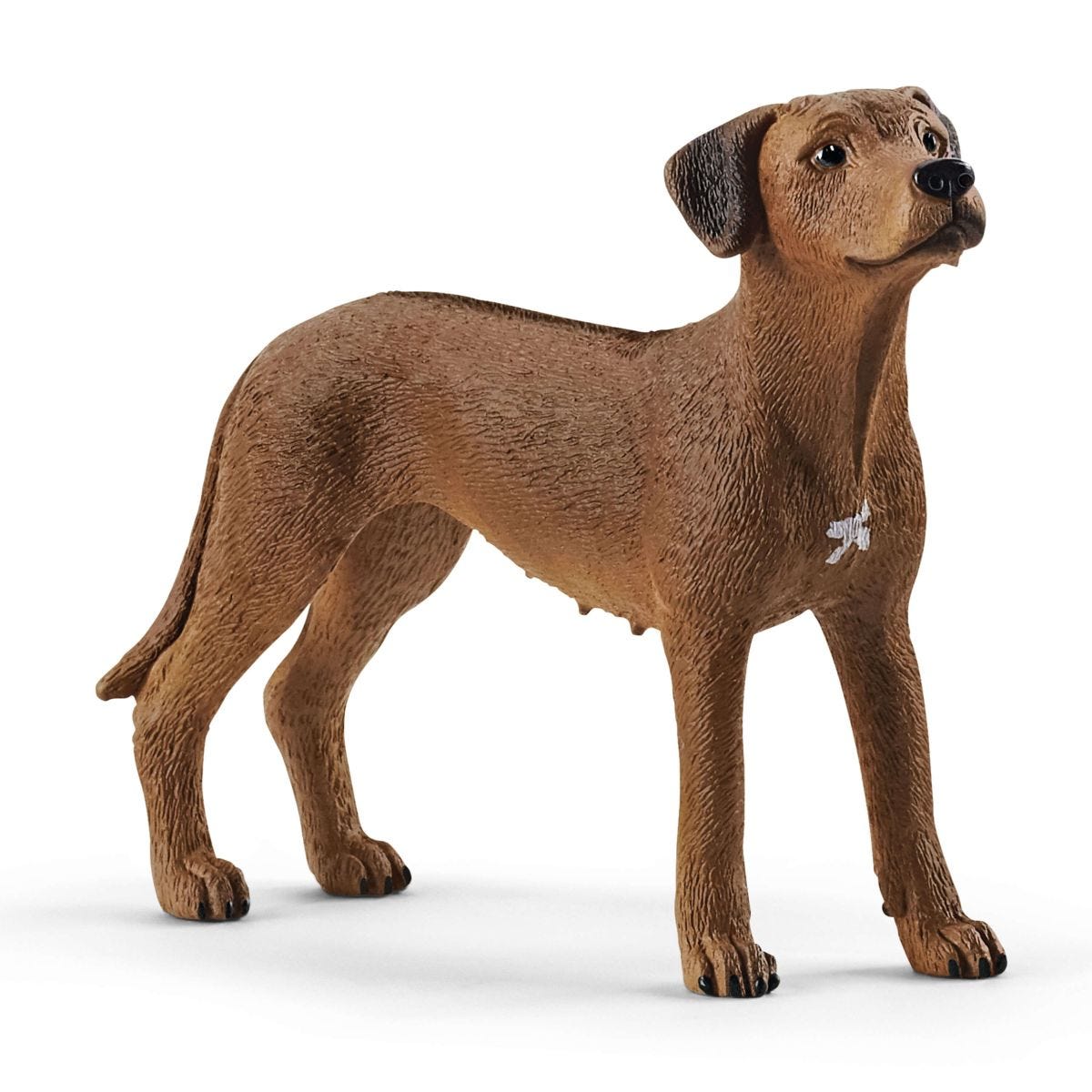 Perro crestado rodesiano