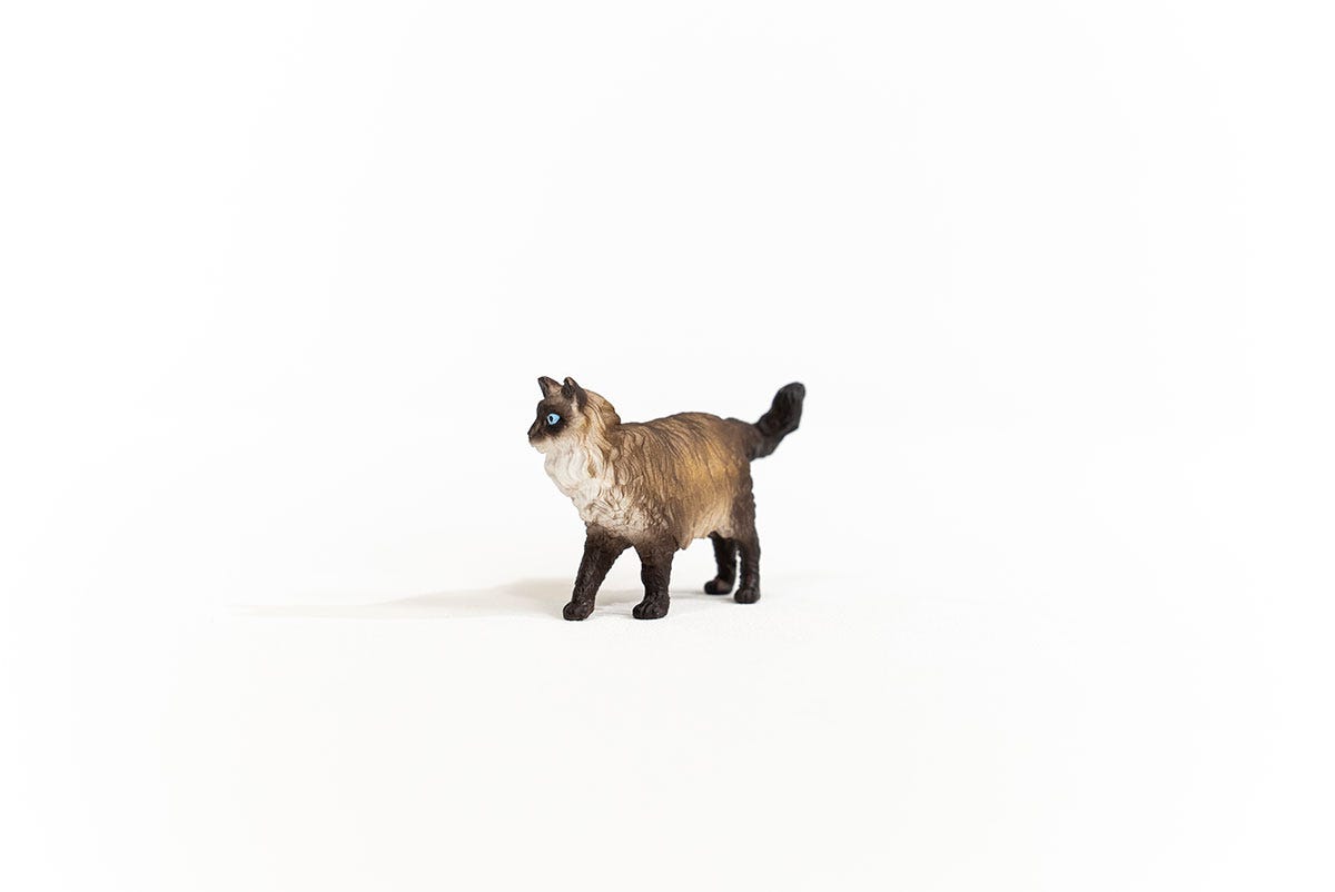 Gato ragdoll