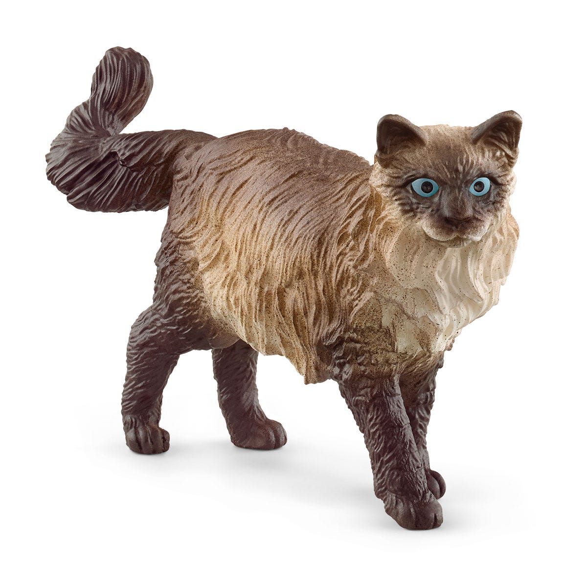Gato ragdoll