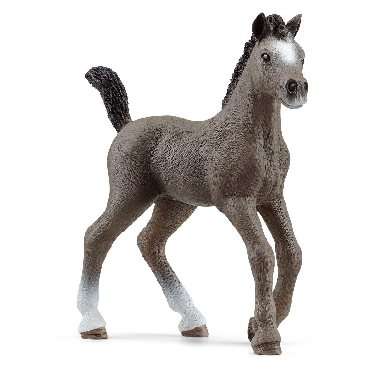 Potro Cheval de Selle Français