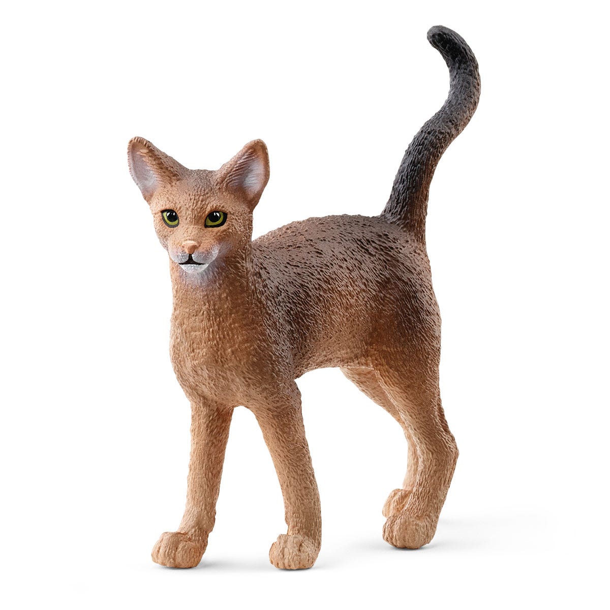Gato abisinio