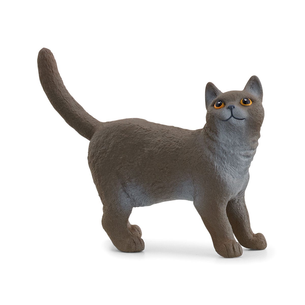 Gato británico de pelo corto