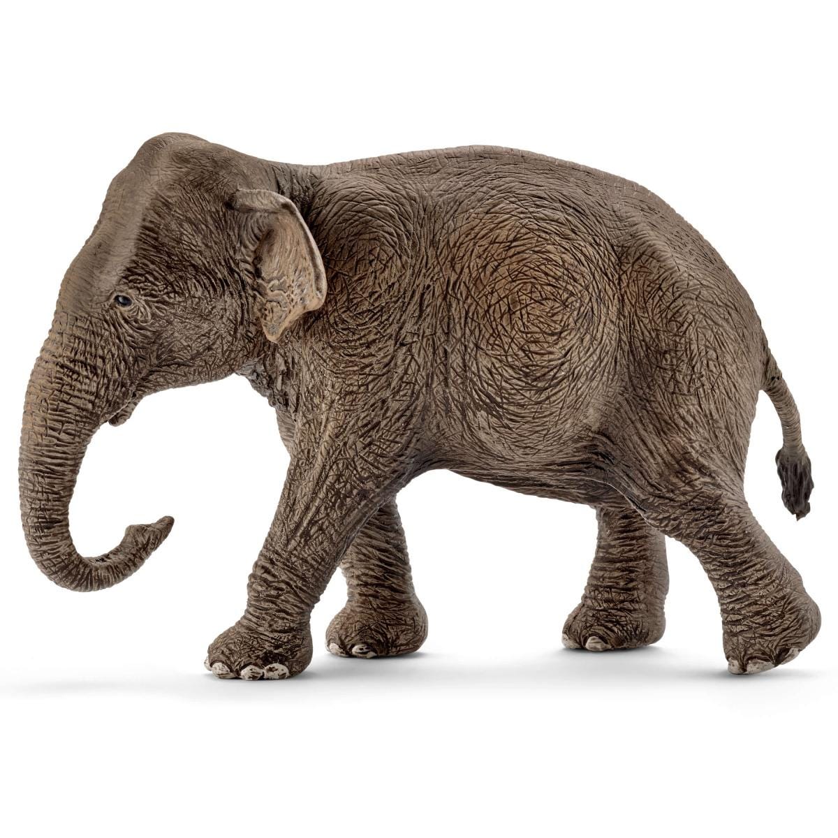 Elefante asiático hembra (bundle)