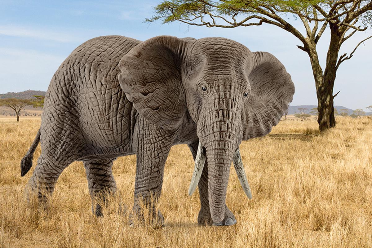 Elefante africano hembra