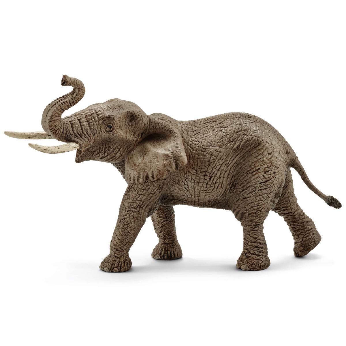 Elefante africano macho
