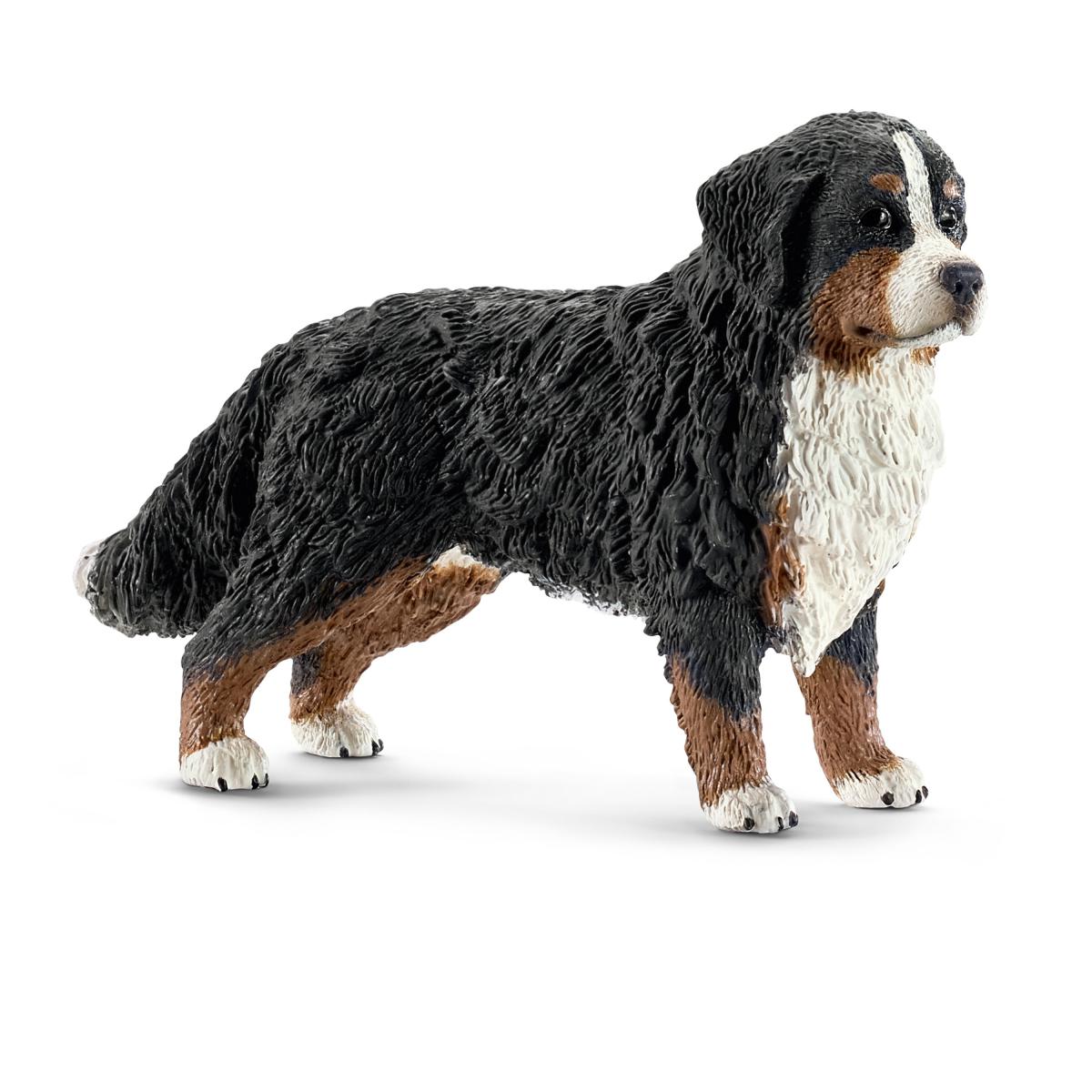 Perro Bernés Hembra