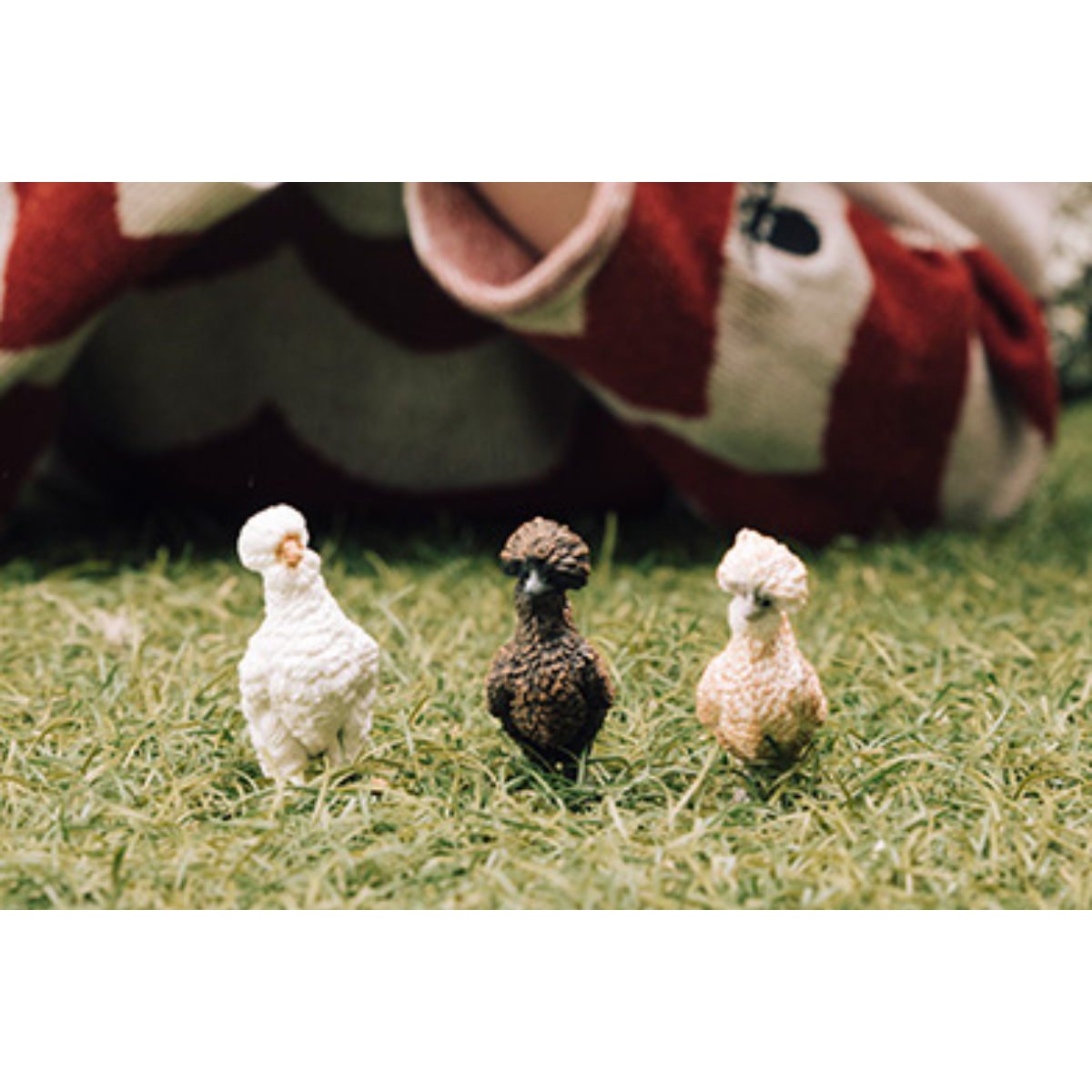 Gallinitas