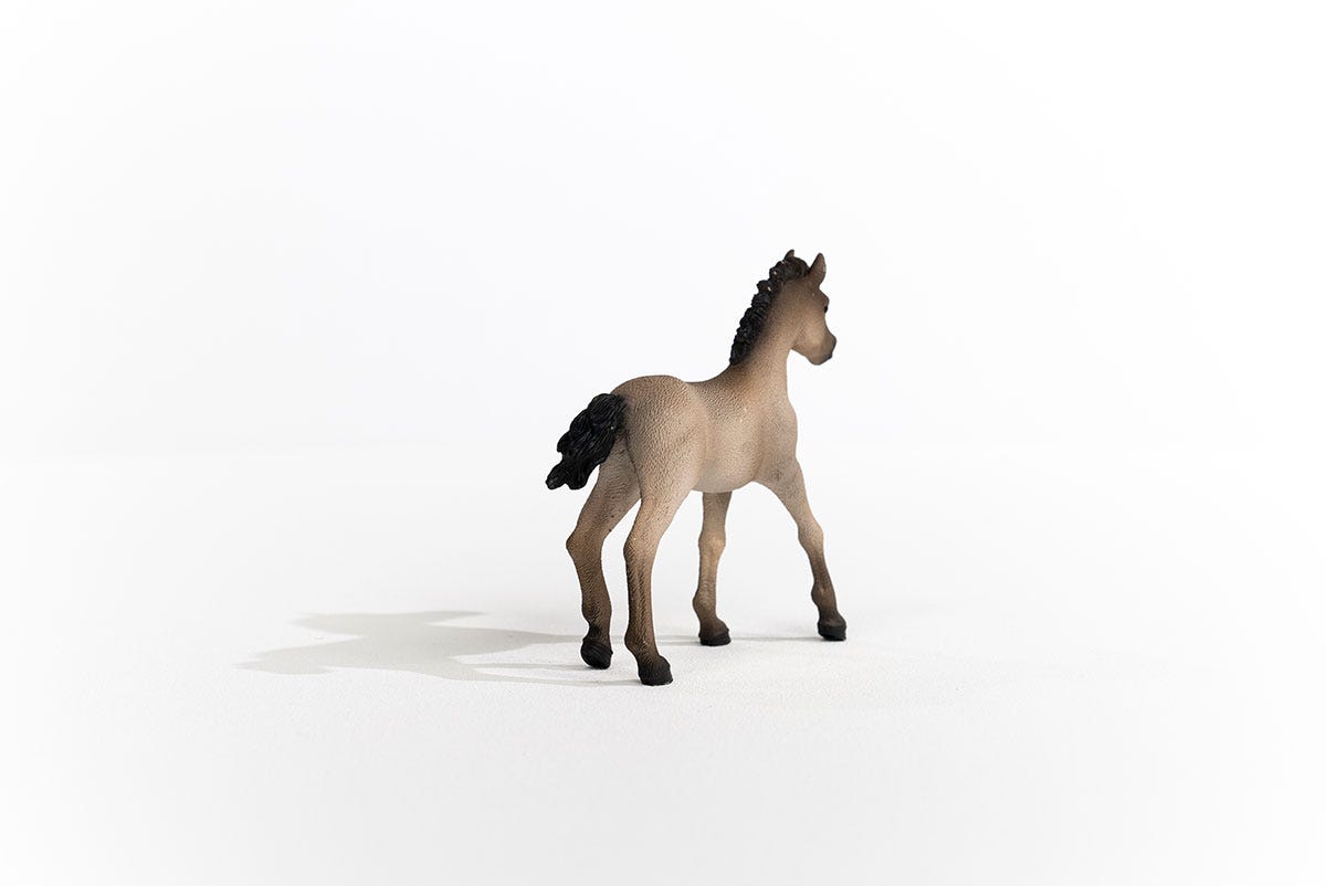 Criollo Definitivo Foal