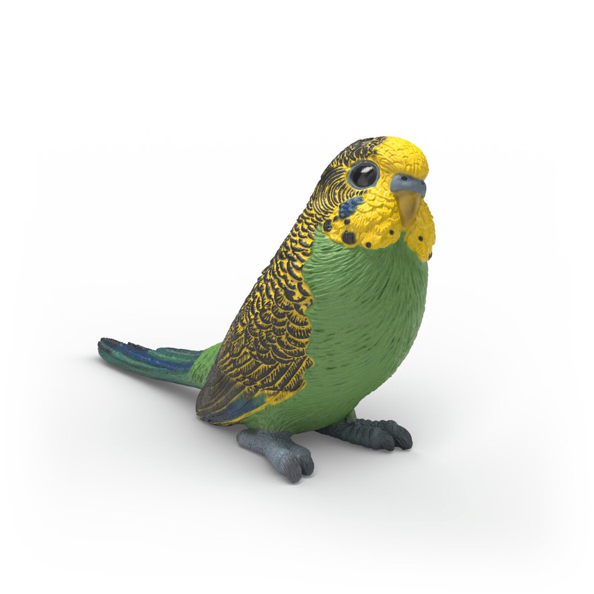 Periquito