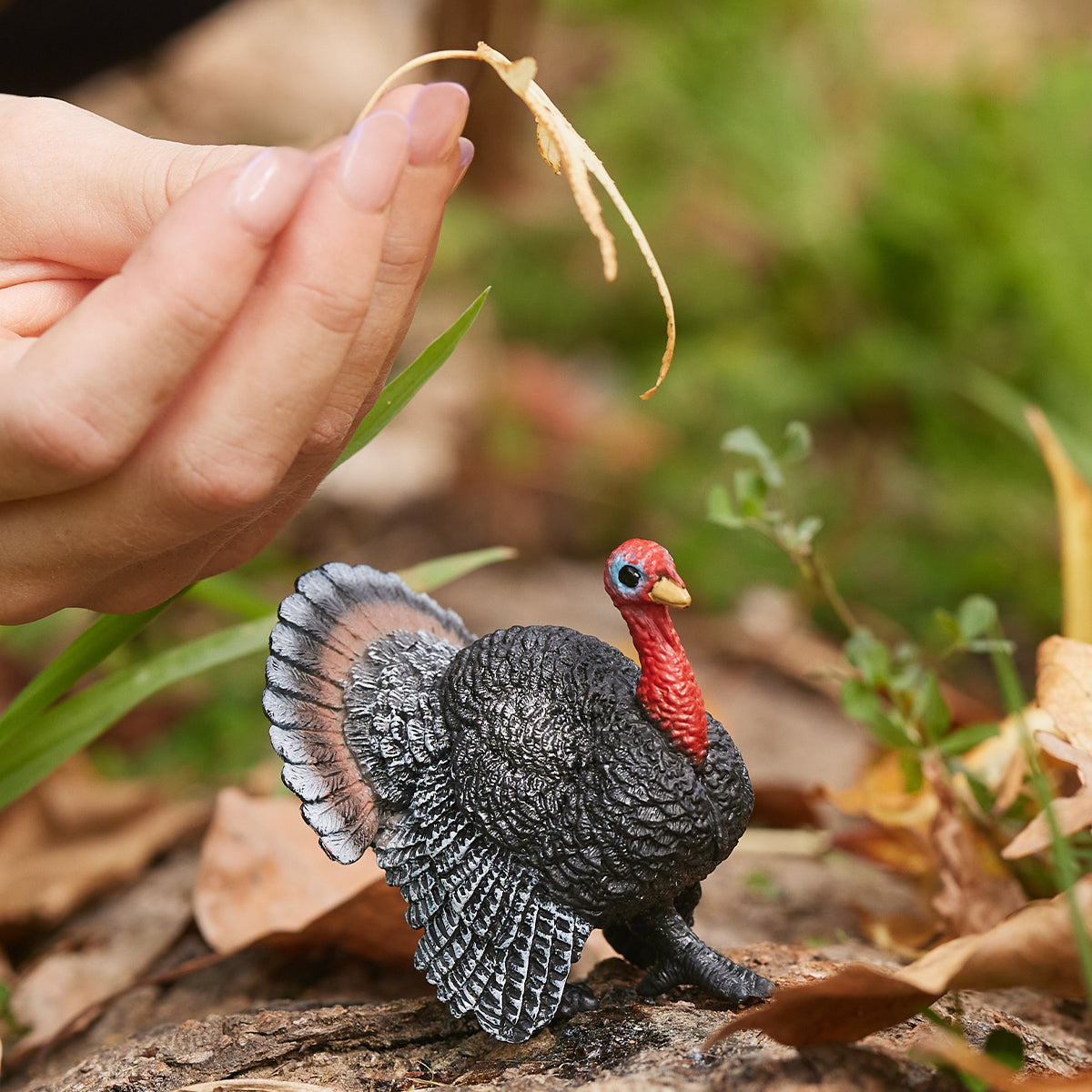 Pavo 