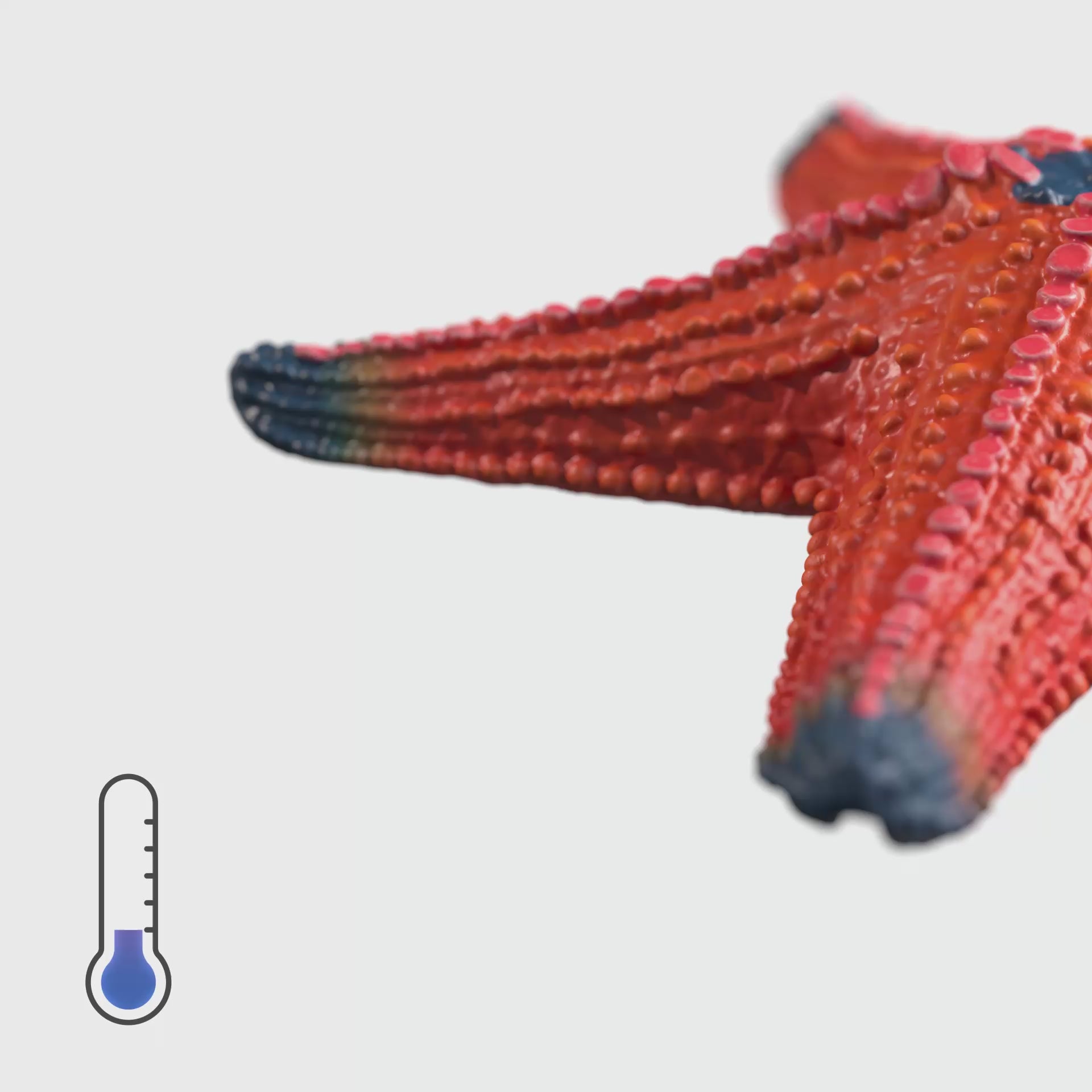 Starfish with color change 14902 WILD LIFE | schleich